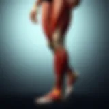 Illustration showing various leg muscles highlighted