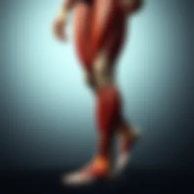 Illustration showing various leg muscles highlighted