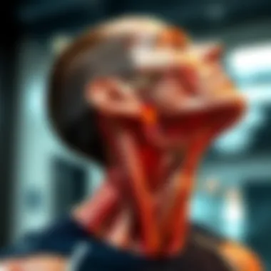 Illustration highlighting neck anatomy